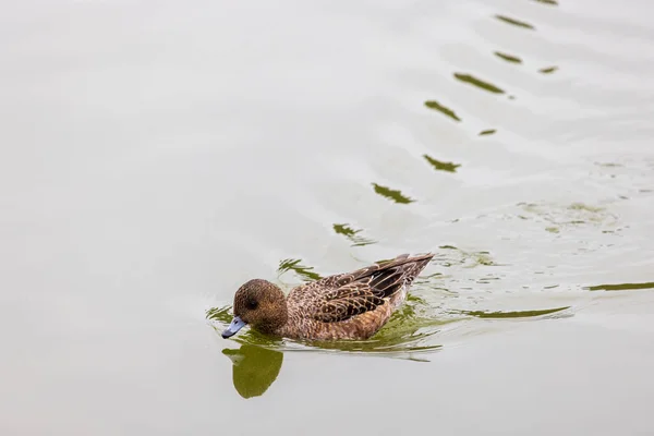Pato fazendo ondas se movendo para a frente através da água — Fotografia de Stock