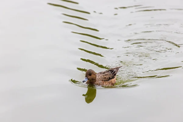 Duck making waves moving forward through water — Stock Photo, Image