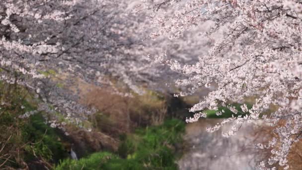 Långsam panorering över körsbärsblommor i full blom längs liten flod — Stockvideo