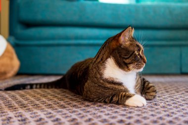 Ev kedisi yerde yatarken yana bakıyor.