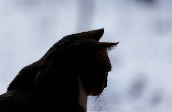 고양이 실루엣 옆에서 귀를 앞으로 내밀고 있는 모습 — 스톡 사진