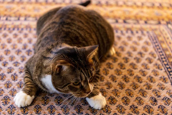 Cute cat in hunting pose on patterned rug — Stock Photo, Image