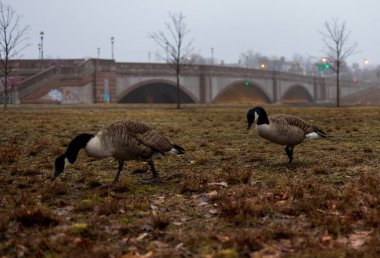 Kanada kazları sabah sisinde tarihi köprünün yanında nehir boyunca otlar.