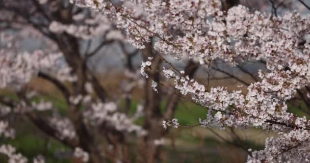 Pan attraverso i fiori di ciliegio in piena fioritura — Video Stock