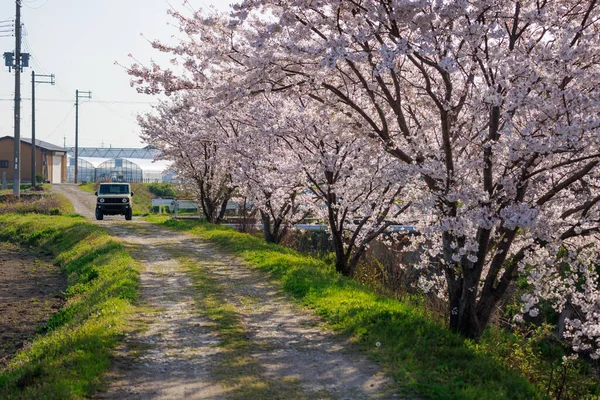 Ülke topraklarının sonundaki araç kiraz ağaçlarıyla tamamen çiçeklenmiş. 