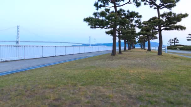 Japanse pijnbomen met uitzicht op hangbrug op blauw uur time lapse — Stockvideo