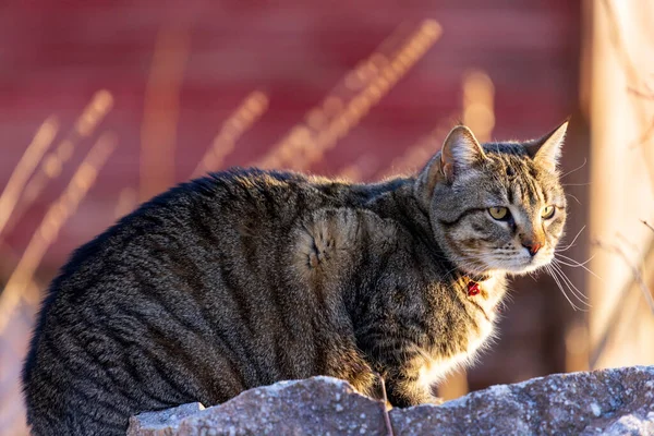 Cute cat sits outdoors in morning light — 스톡 사진