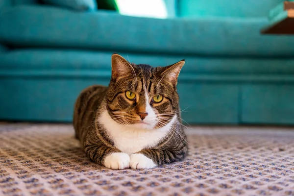 Cut cat with white glove fur pattern sitting on floor — Stock Photo, Image