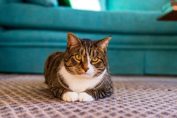 Cut cat with white glove fur pattern sitting on floor — стоковое фото