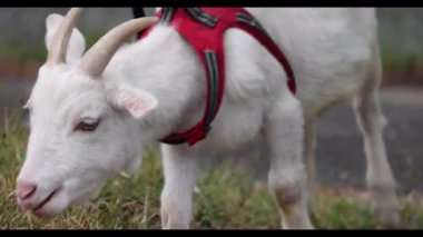 Çimenlerde otlayan aç bir keçi ve enerjik bir arkadaş.