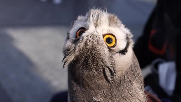 White faced owl looking up and scanning the sky while fathers slowly move in breeze — Vídeo de Stock