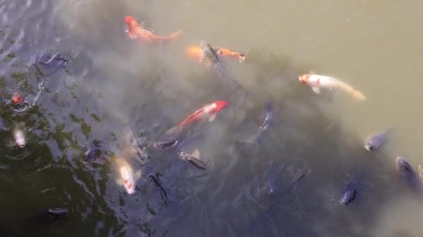 Large colorful koi fish swim in pond on sunny day in slow motion — ストック動画