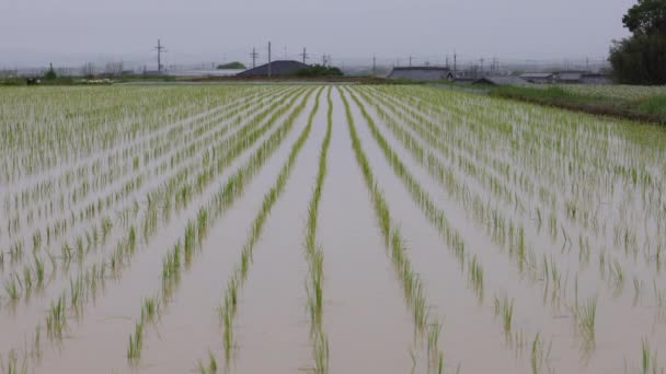 Langsames Kippen auf Reihen von frisch gepflanztem Reis in einem überfluteten Feld an einem regnerischen, bewölkten Tag — Stockvideo