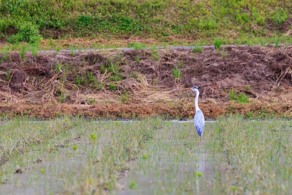 Héron gris étend son long cou tout en pêchant patiemment dans un champ inondé — Photo