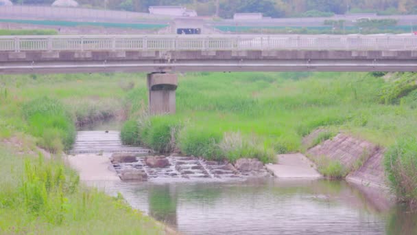 Corriente tranquila con puente básico sobre un pequeño río con escalones de peces en el campo japonés — Vídeos de Stock