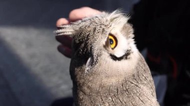 Yavaş çekimde evcil baykuşa dokunmak. Yüksek kalite 4k görüntü