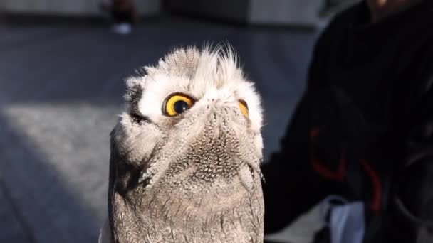 Burung Hantu Berwajah Putih Berputar Kepala Untuk Terlihat Terbalik Dengan — Stok Video