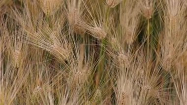 Altın taneciklerin yaklaşması hasattan önce tarlada yavaşça sallanıyor. Yüksek kalite 4k görüntü