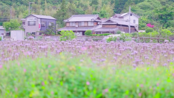 Una Las Muchas Fincas Agrícolas Expansión Con Construcción Madera Japón — Vídeo de stock