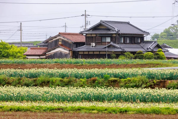 Řady Terasovitých Květin Před Tradičním Japonským Domem Venkově Kvalitní Fotografie — Stock fotografie