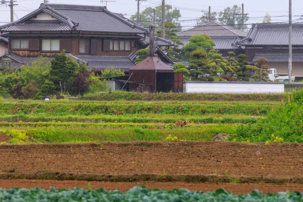 Malá Liška Navštěvuje Zemědělskou Půdu Venkovských Japonských Čtvrtích Kvalitní Fotografie — Stock fotografie