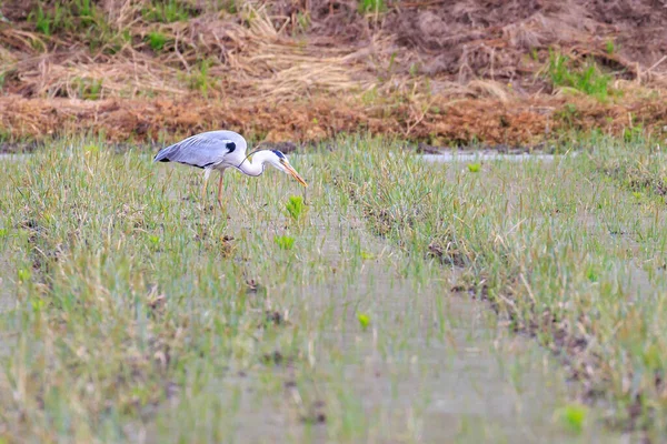 Grey Heron Hunts Fish Flooded Field High Quality Photo — Stock Photo, Image