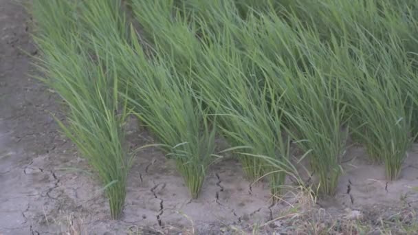 Zelená Rýže Suché Zemi Větru Pohybuje Pomalu Vysoce Kvalitní Záběry — Stock video