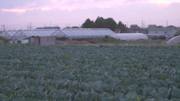 黄昏时分 泛舟穿过绿叶的田野 来到传统的日本农舍 高质量的4K镜头 — 图库视频影像