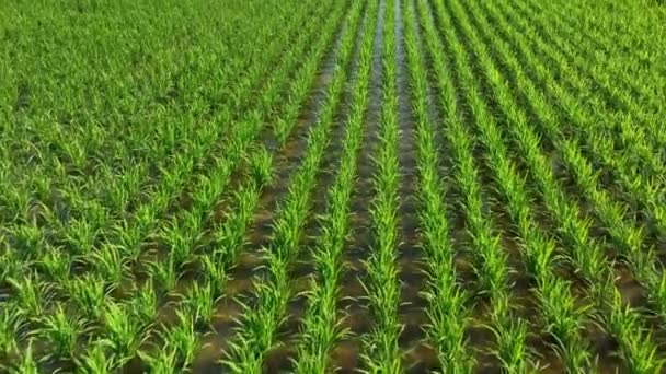 Niedrige Überflugreihen Von Grünem Reis Auf Bewässertem Feld Sonnigen Tagen — Stockvideo