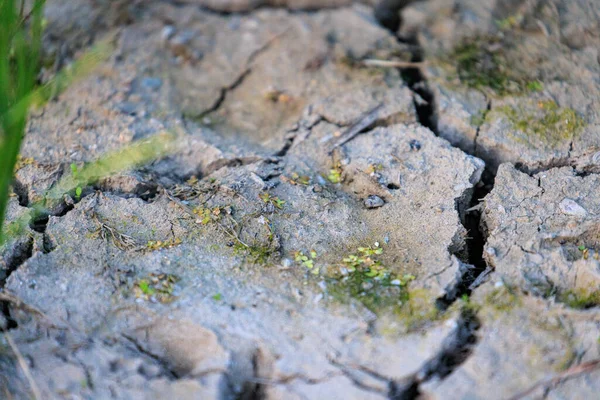 Маленькие Участки Зеленых Трав Вокруг Трещин Сухой Земле Время Засухи — стоковое фото