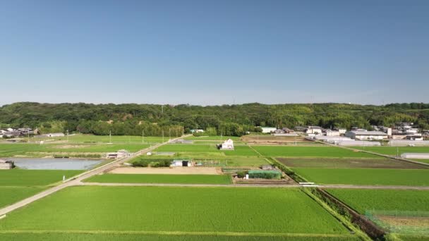 Low Flyover Green Rice Fields Large Country Home Field Road — Stock Video