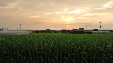 Uzak evlerle günbatımına doğru mısır tarlasında uçuyorlar. Yüksek kalite 4k görüntü