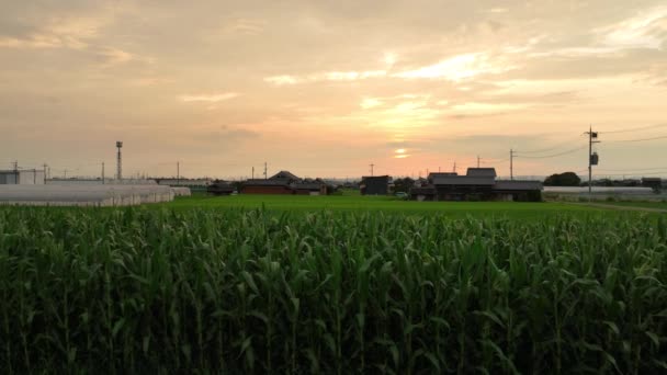 Літати Над Кукурудзою Полі Заходу Сонця Далекими Будинками Високоякісні Кадри — стокове відео