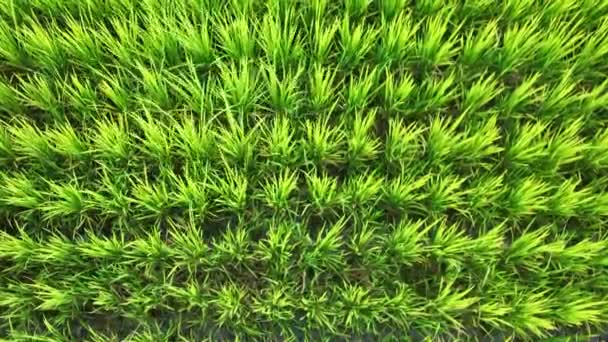 Overhead View Rice Grass Slowly Moving Breeze High Quality Footage — Vídeo de stock