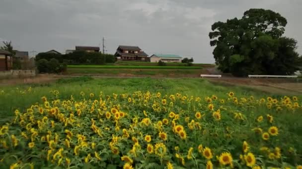 Flying Backwards Sunflower Field Houses Background High Quality Footage — Stockvideo