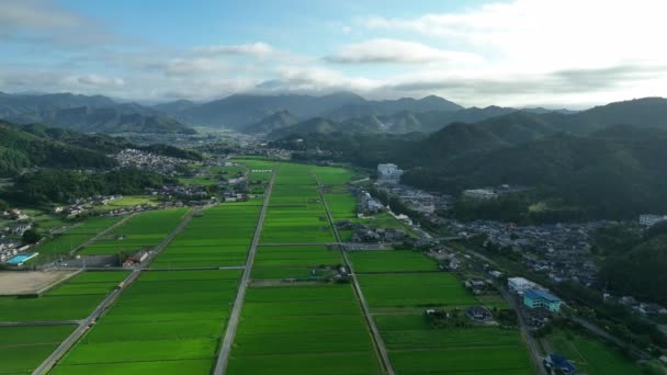 Flying Straight River Rice Fields Mountain Valley Morning Light High — Wideo stockowe
