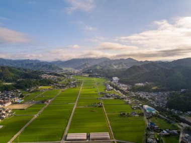 Aerial view of green rice fields and beautiful small town on summer morning. High quality photo