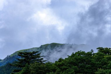 Low fog descends to treetops in mountains. High quality photo