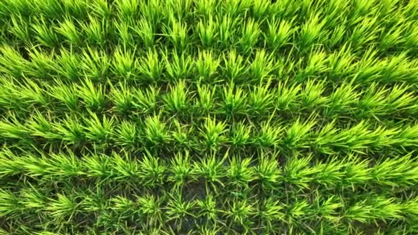 Slow Motion Slide Rows Vibrant Green Rice Field High Quality — Vídeo de stock