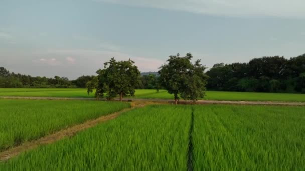 Circling Two Trees Green Rice Fields Country Road Summer Day — 비디오