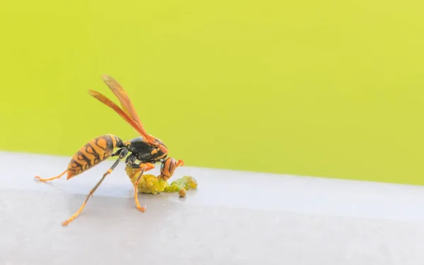 Large hornet eats caterpillar against green background. High quality photo