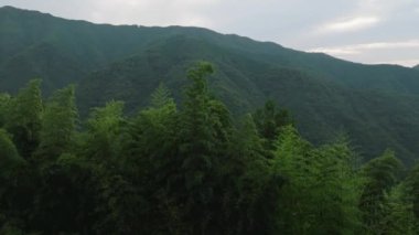 Dağ ormanlarındaki ağaç tepelerinden kayarak. Yüksek kalite 4k görüntü