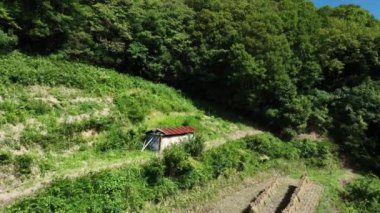 Pirinç tarlasından asma köprüye ve küçük sahil kasabasına yükseliyor. Yüksek kalite 4k görüntü
