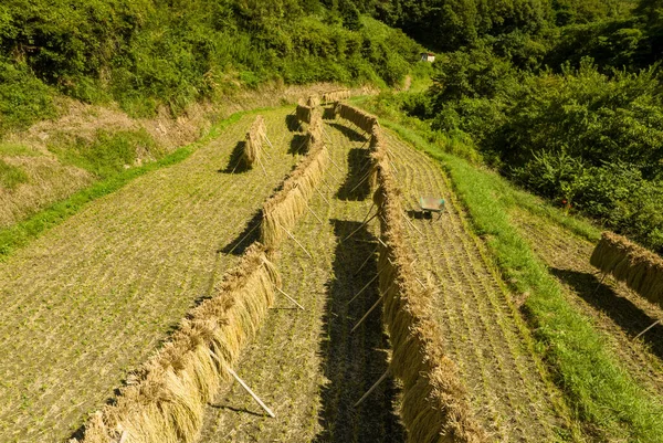 Kırsal kesimdeki küçük bir çiftlikte pirinç kurutma manzarası. Yüksek kalite fotoğraf