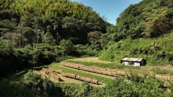 Mała Chata Suszenie Ryżu Farmie Zalesionych Wzgórzach Wysokiej Jakości Materiał — Wideo stockowe