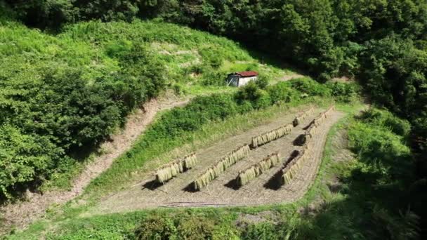 Ρύζι Που Συγκομίζεται Στεγνώνει Μικρό Χωράφι Καταπράσινους Λόφους Υψηλής Ποιότητας — Αρχείο Βίντεο