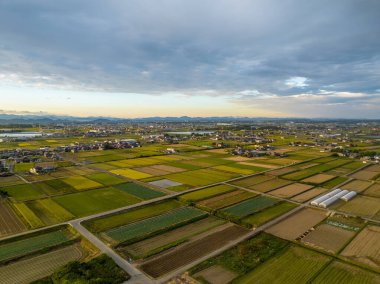 Sonbahar hasat mevsiminde öğleden sonra güneş pirinç tarlalarına vurur. Yüksek kalite fotoğraf