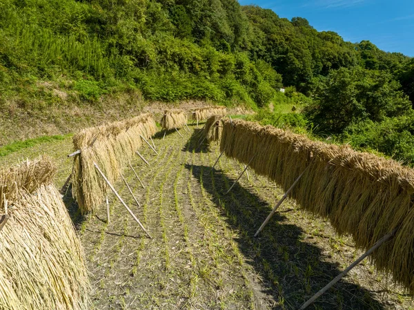 Taze hasat edilmiş pirinç küçük bir çiftlikte kurutulmak üzere asılır. Yüksek kalite fotoğraf