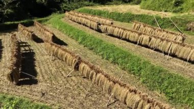 Küçük çiftlikteki tarlalarda taze pirinç kurutuluyor. Yüksek kalite 4k görüntü
