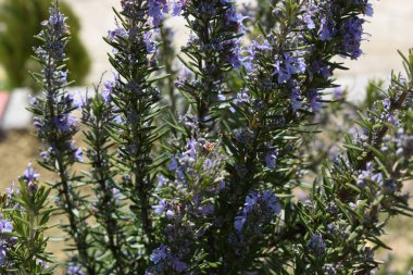 Çiçek bahçesinde çiçek açan biberiye bitkileri